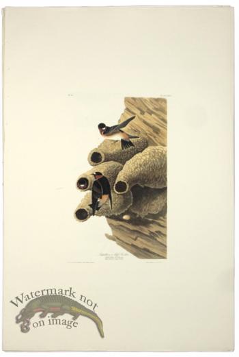 Republican or Cliff Swallow